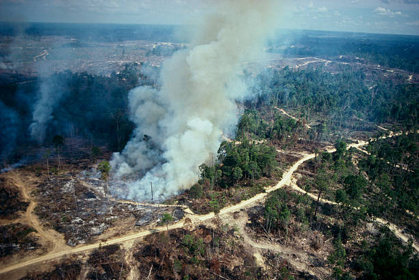 deforestation and climate change