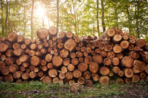 timber production