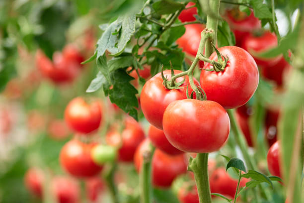 tomato farming